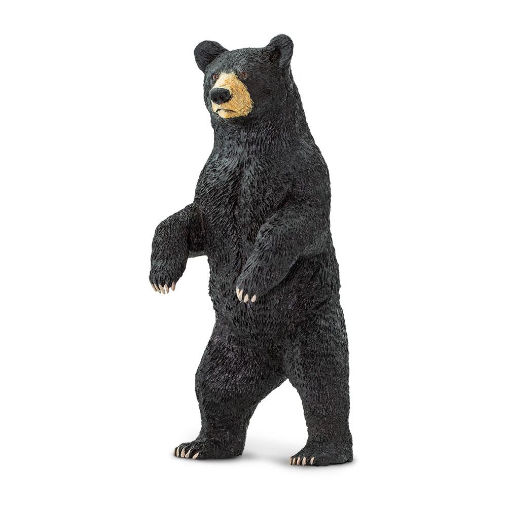 Black Bear - Tadpole