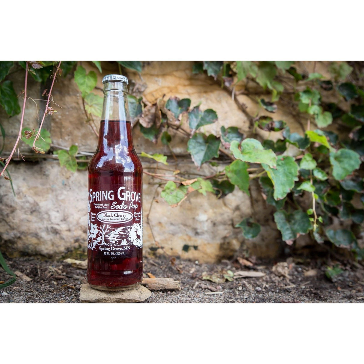 Black Cherry Spring Grove Soda Pop - Tadpole