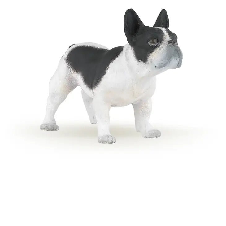 Dog - French Black and White Bulldog - Tadpole