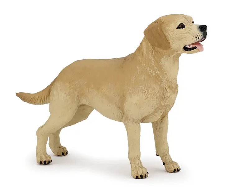 Dog - Labrador Retriever - Tadpole