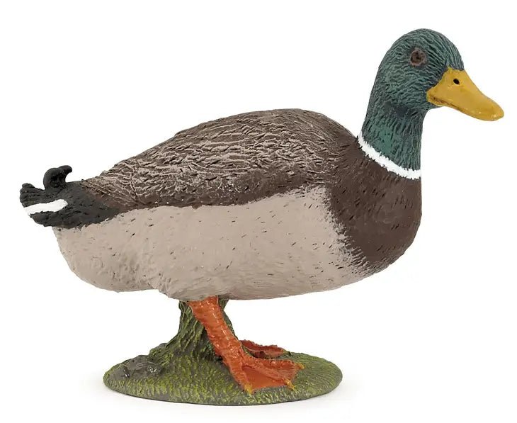 Duck - Mallard Duck - Tadpole