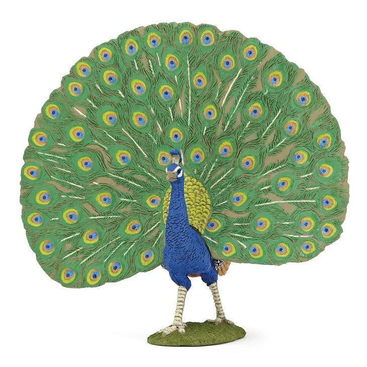 Peacock - Tadpole