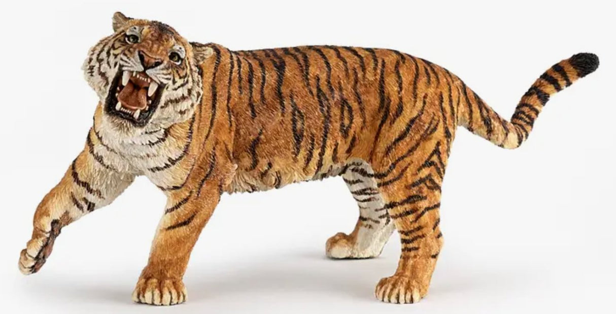 Roaring Tiger - Tadpole
