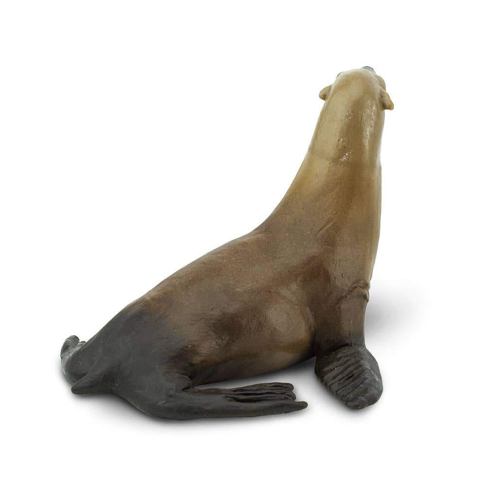 Sea Lion - Tadpole