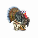 Turkey - Tadpole